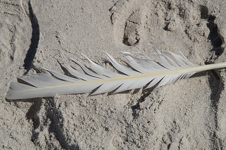 spring, seagull, bird feather, seagull feather, lost, beach, sand