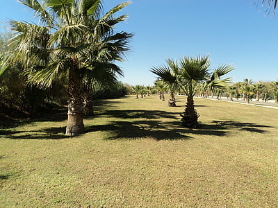 palmenhein, palmeiras, Turquia, Antalya, planta, verde, palmeira