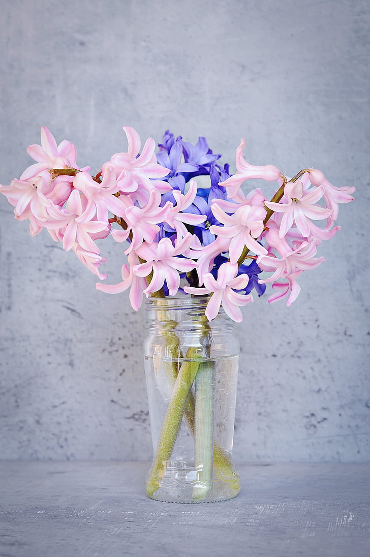 hyacint, ružová, modrá, kvet, ružový kvet, Modrý kvet, voňavé kvety