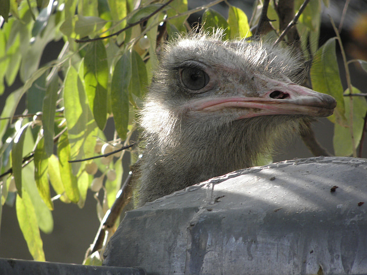 bird, living nature, birds