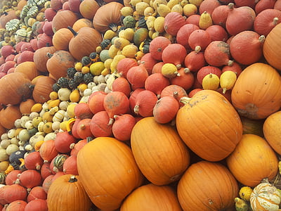 pumpkin, halloween, pumpkins, pumpkin varieties, nature, autumn, decorative squashes