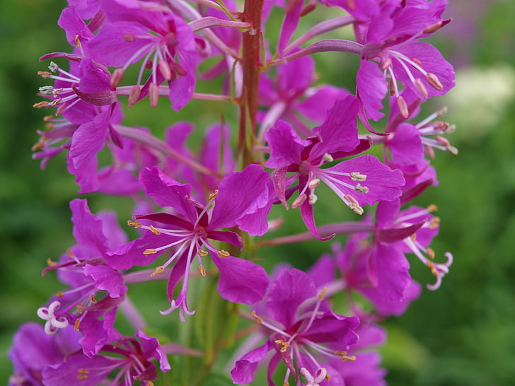 Oenothera, Nakvišų šiltnamio efektą sukeliančių, rožinė, violetinė, Oenothera angustifolium, Gamta