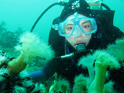 Дайвинг, подводное плавание, дно моря, Коралл, Аргентина-Южная, Природа, океан