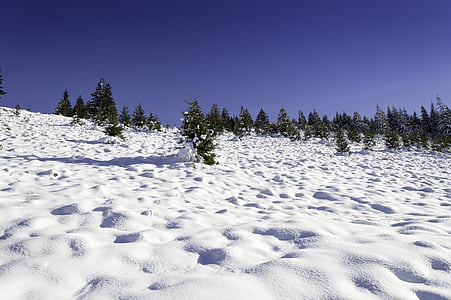 l'hivern, escena, muntanya, país de les meravelles, bosc, fred, l'aire lliure