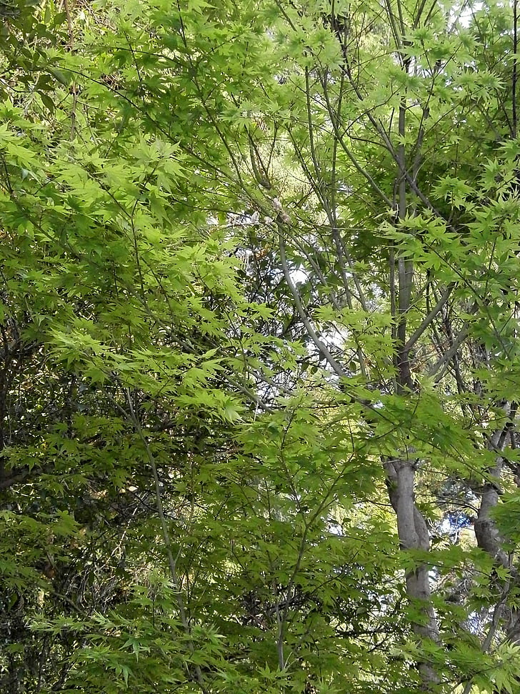 Klevas, žalia, šviežia žalia, klevo lapas, Medelynas, Gamta, medis