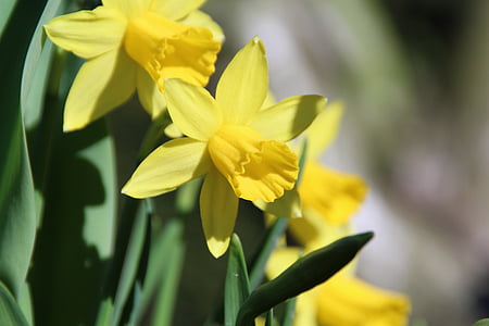 Osterglocken, amarillo, flor, flor, floración, naturaleza, primavera