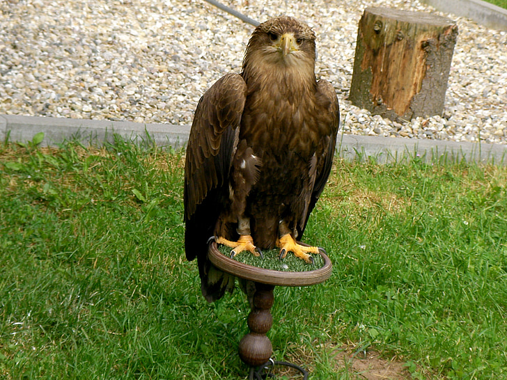 Adler, oiseau, oiseaux sauvages, Parc de conservation