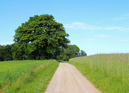 albero, individualmente, distanza, Lane, natura, prato, pascolo