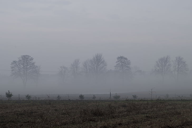 мъгла, поле, небе, ливада, сутрин, зората, природата