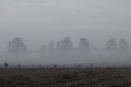 霧の中, フィールド, 空, 草原, 朝, 夜明け, 自然