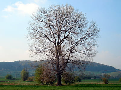 arbre, individuellement, Kahl, hiver, manucure, branches, esthétique
