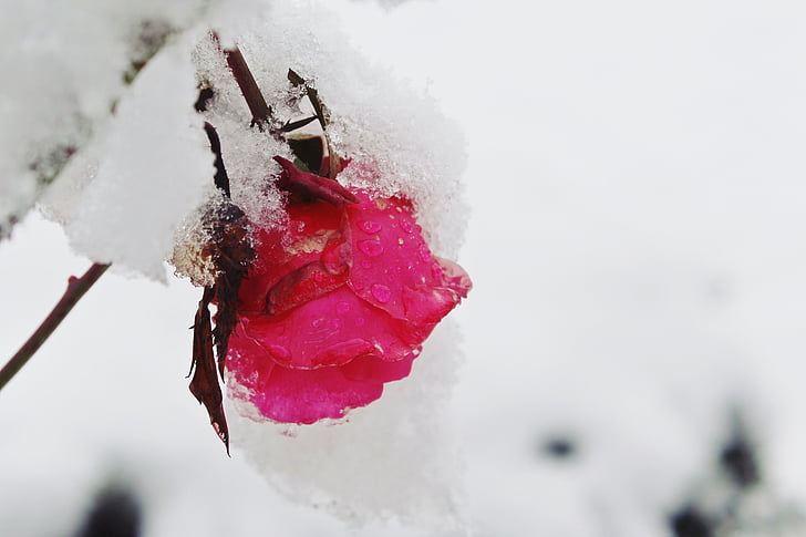 rose, snow, winter, nature, red, covered, ice