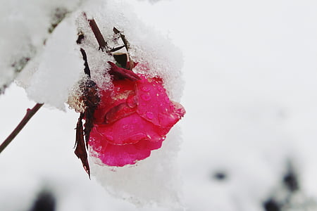ruža, snijeg, Zima, priroda, Crveni, pokrivena, LED