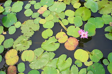 púrpura, florecido, flor, floración, estanque, planta acuática, flor