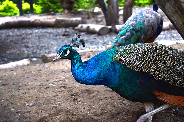 Peacock, natuur, Turkije, Ave, Kleur, veren, mooie
