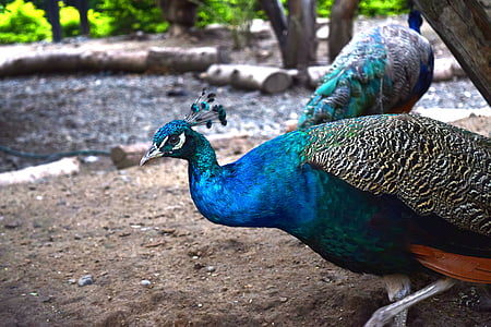 peacock, nature, turkey, ave, color, feathers, beautiful