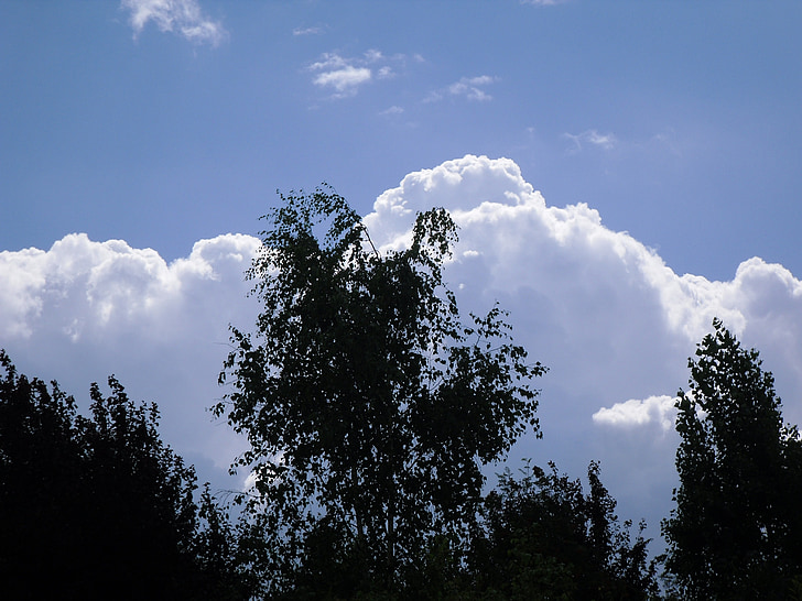 träd, moln, Sky, blå, siluett, landskap, Utomhus