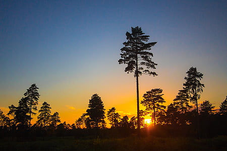 sunset, forest, trees, silhouettes, sky, nature, tree