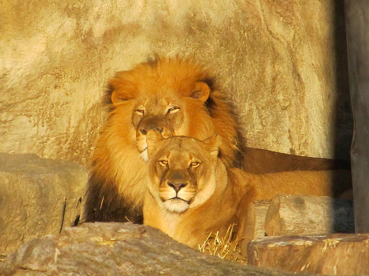 famille de Lion, mâle, femelle, lionne, faune, nature, Felines