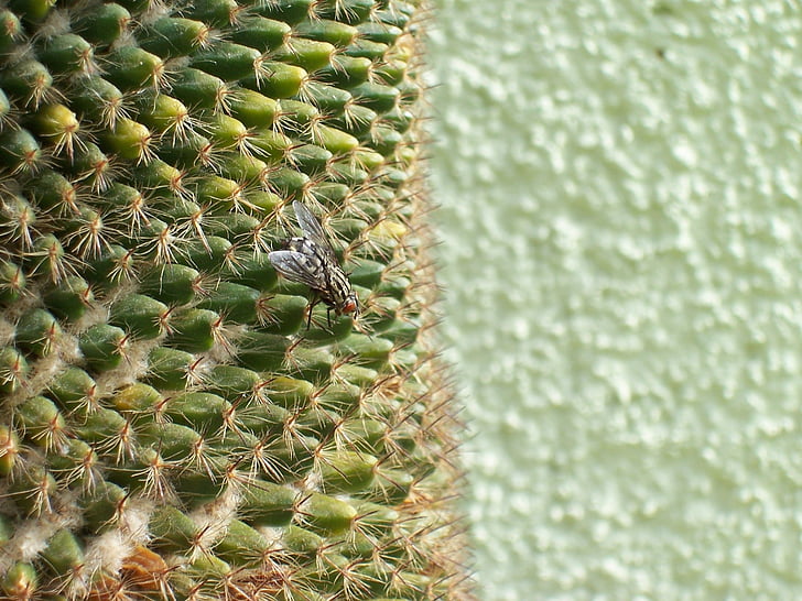 μύγα, κάκτος, πράσινο, έντομο, αγκάθια
