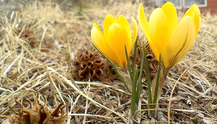 flower, crocus, snow, yellow, blooming, floral, blossoms