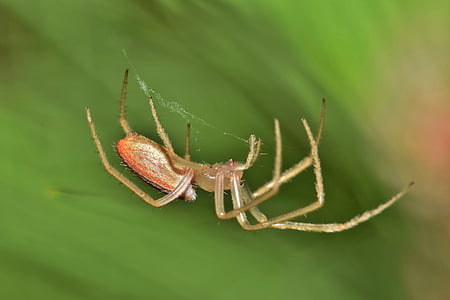αράχνη, αράχνη Orb, Orb Υφαντής, Web, webbed, παγίδα, παγιδευμένος