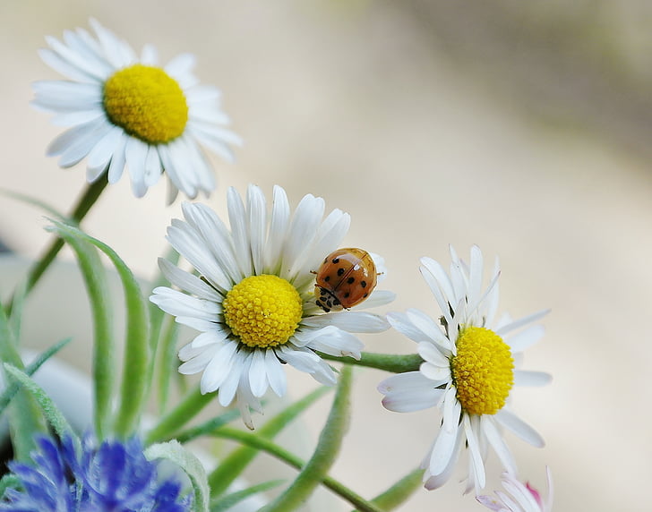 daisy, flower, blossom, bloom, beetle, ladybug, white