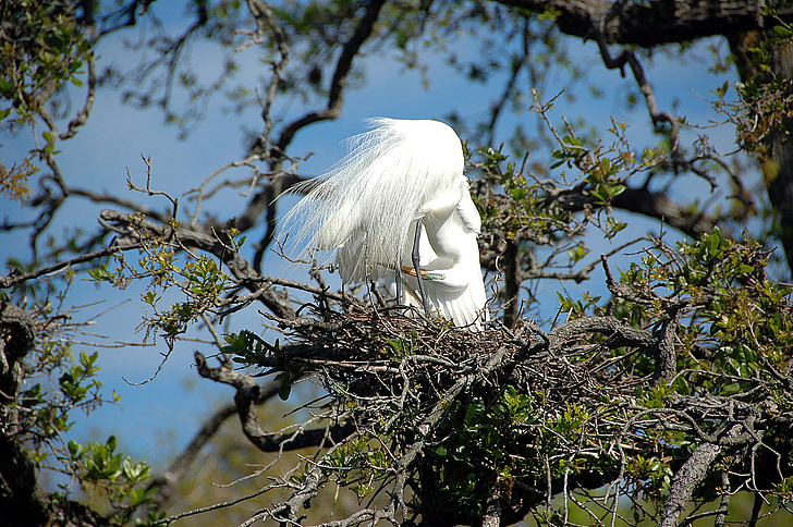 great white heron, egret, bird, avian, nesting, nest, wildlife