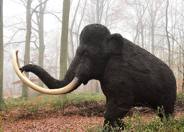 mamut, memeli, soyu tükenmiş, hayvan, resmi, fil, bir hayvan