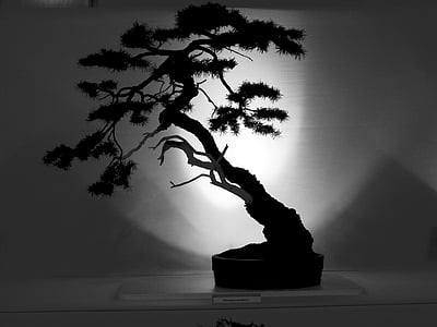 Bonsai, arbre, esquema, silueta, japonès, Art, petit