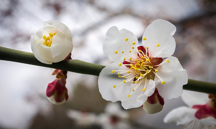 fleur de cerisier, fleurs, nature, plantes, blanc, bois, printemps