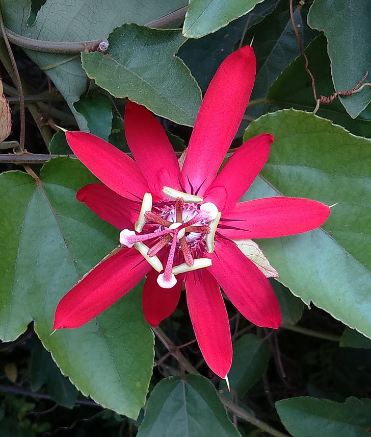 květ, červená mučenky, Ibišek-Passiflora h. Rosa, červená, Flora, makro, Bloom