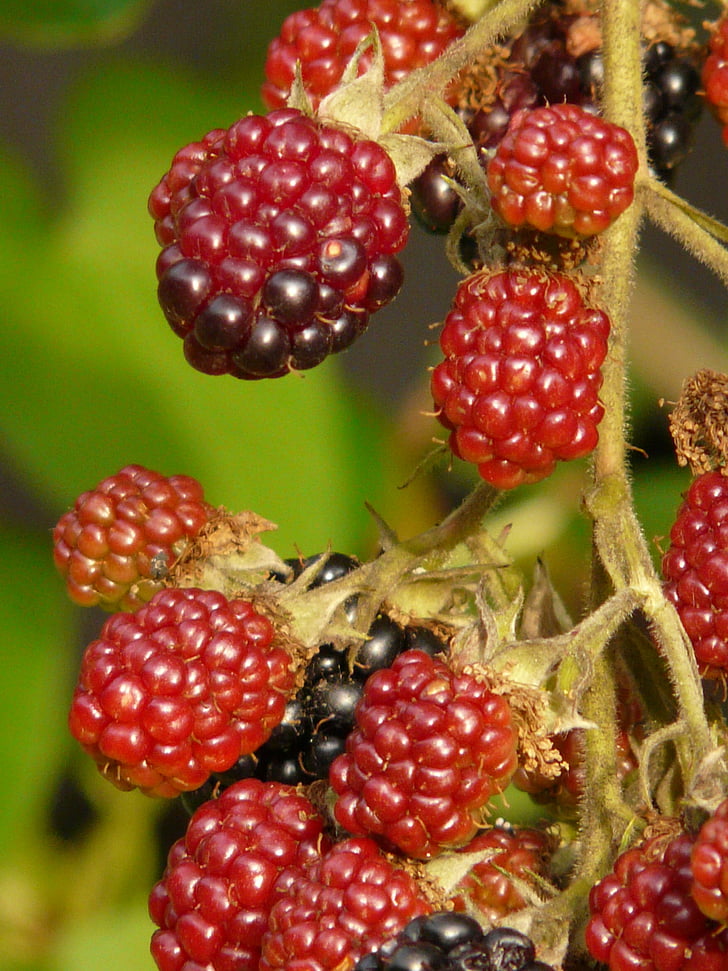blackberries, berries, fruits, immature, semi mature, red, raspberries