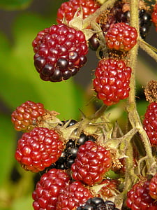 黑莓, 浆果, 水果, 不成熟, 半成熟, 红色, 覆盆子