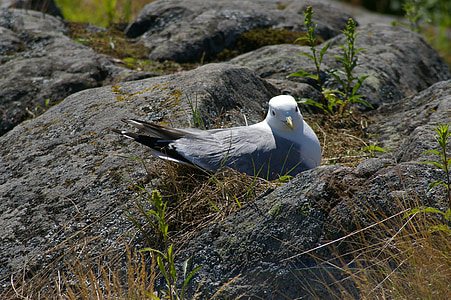 seagull, nest, sit, cooking up
