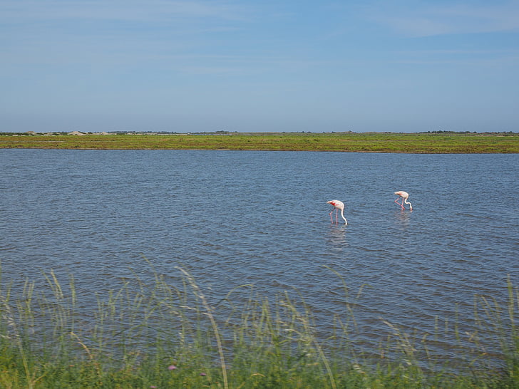 Camargue, natur park camargue, søer, Moser, lyserøde flamingoer, flamingoer, saltvandslagoon