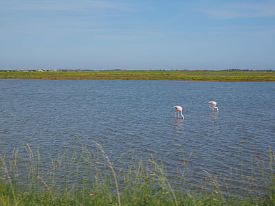 camargue, nature park camargue, lakes, bogs, pink flamingos, flamingos, saltwater-lagoon
