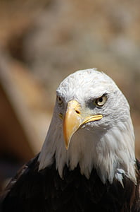 beak, bird, eagle, bald Eagle, eagle - Bird, bird of Prey, wildlife