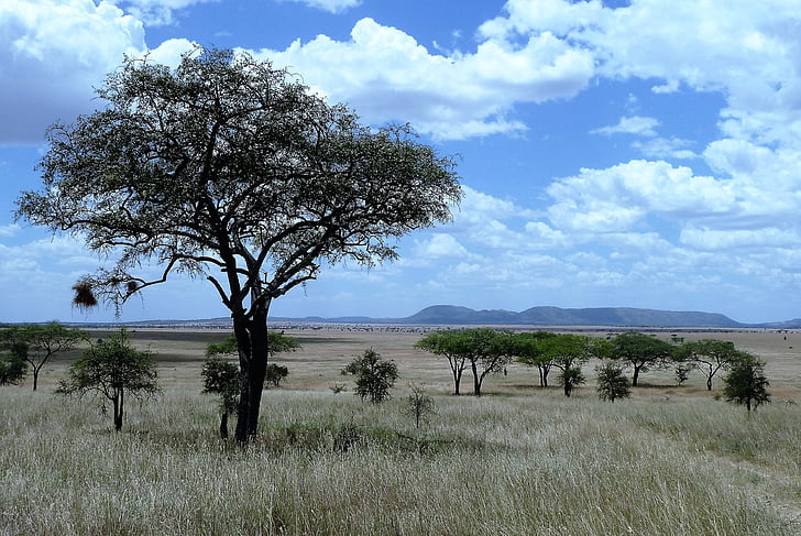 nature, africa, tanzania, serengeti, safari, grassland, savannah