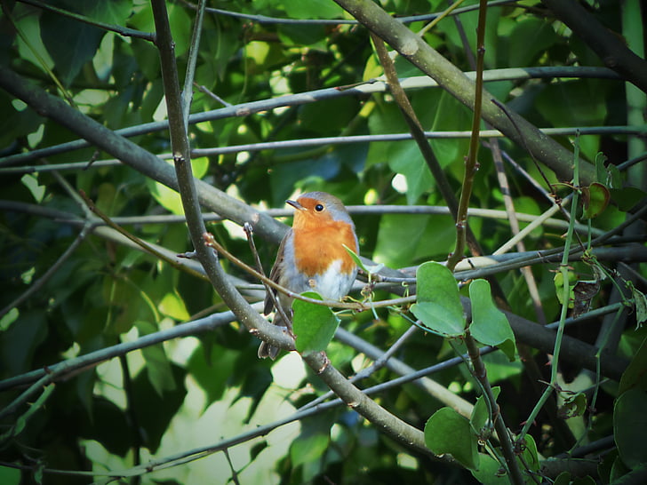 robin, leaves, ivy, pit-roig, bird, animal wildlife, one animal