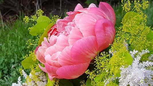 Peonija, dekoratīva ziedu, pušķis