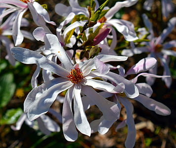 Magnolia, magnoliengewaechs, kwiat magnolii, Magnoliowate, kwiat, Bloom, biały