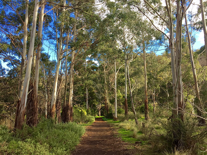 woods, path, forest, australia, landscape, wilderness