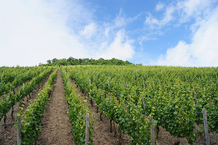 Vines, виноградник, Виноградна лоза