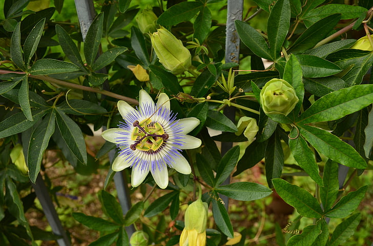 Maracujá Roxo, flor, Passiflora, flor, flor
