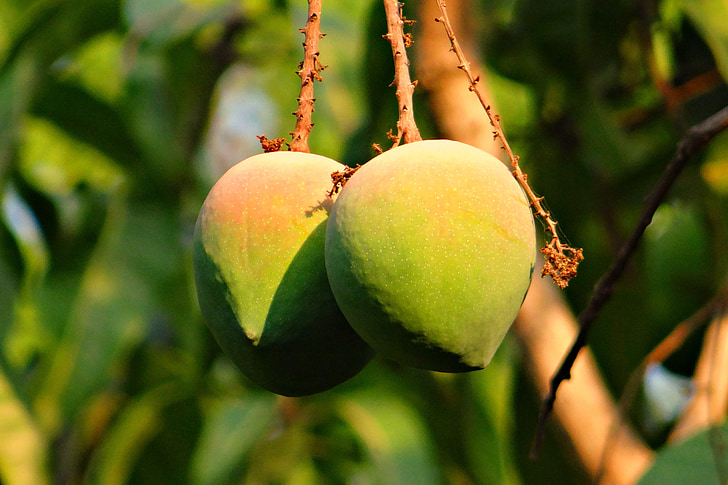 Mango, Rosy, frukt, attraktiva, läckra, Indien
