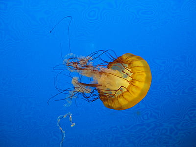 medusas, azul, Marina, animal, gelatinas, flotador, bajo el agua