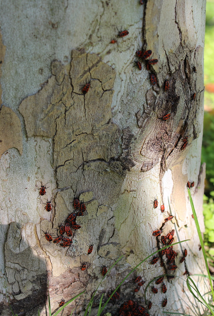 beetles, large, closeup, beetle firefighter, nature, tree, forest