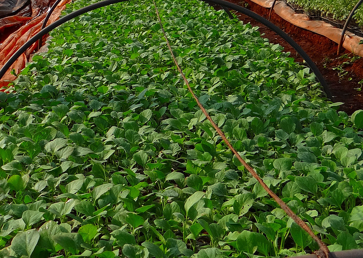 seemikud, brinjal, Lasteaed, põllumajandus, põllumajandus, Karnataka, India