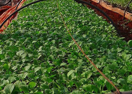 plantas de semillero, Brinjal, vivero, agricultura, agricultura, Karnataka, India